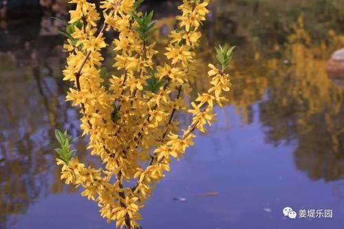 又是一年春来到，姜堤乐园百花俏！