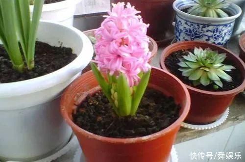 风信子开完花不要扔，这么做来年照样开花