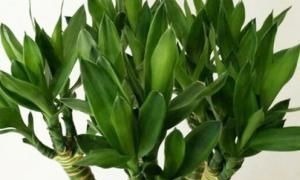 家养富贵竹习惯性黄叶学会这三个小技巧,轻松叶绿枝嫩长不停