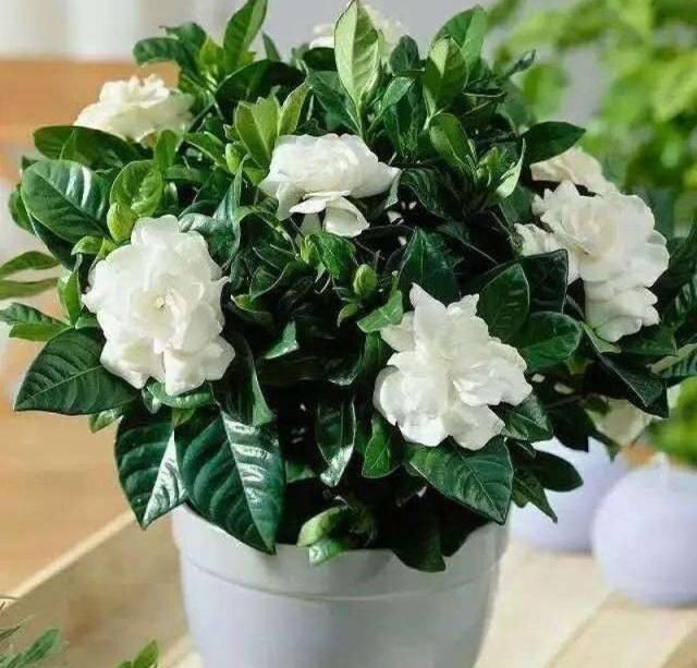 爆盆|7前,这3种花最适合扦插,“养不死”易爆盆,叶绿花还多