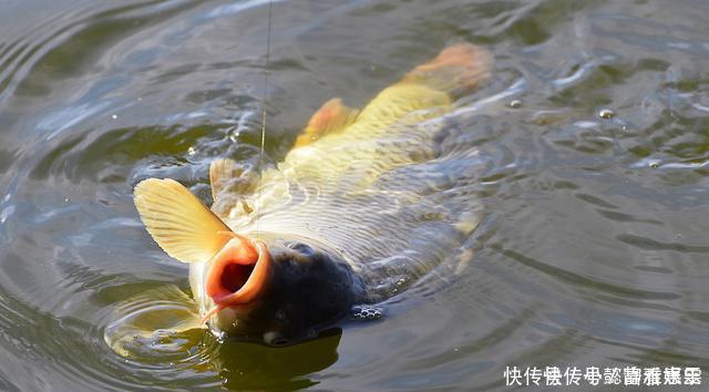 鱼儿|钓鱼时放药酒效果很好，但用错了反而死窝，几个技巧让你钓好鱼