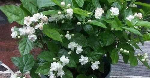 栀子花|这种酸性水,半月给花喝一勺,之子、茉莉开不停,香味瓢满屋