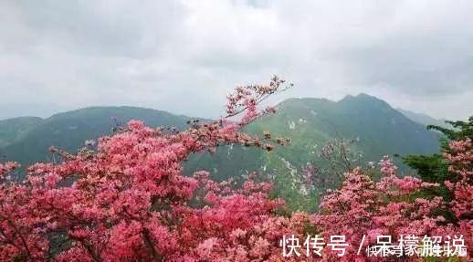 曹雪芹|红楼梦中,有一位丫鬟的名字,早已预示林黛玉的悲剧命运