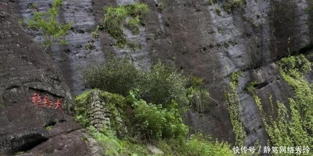 中国最珍稀的植物,曾一根分枝都能卖20多万,现在有钱也买不到