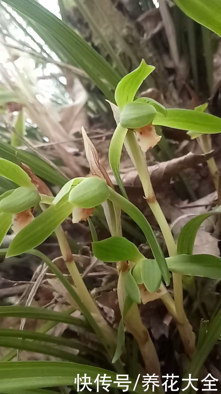 曼陀罗花不能养在家里，对身体不好，还可能招来麻烦