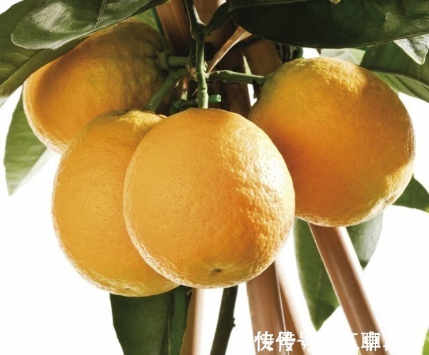 吉祥|庭院无树,无福无禄?有院子就种15种树,随便选一种,吉祥又好看