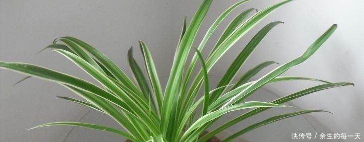 叶片|这3种“金边植物”,有钱人必养!往客厅一摆,难怪越来越富有!