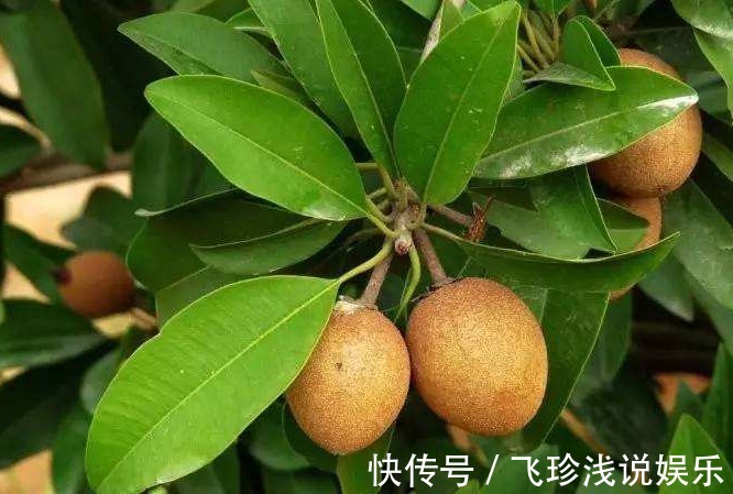 追肥|人心果延长寿命、美容养颜、果农掌握种植要点,收获高产的人心果