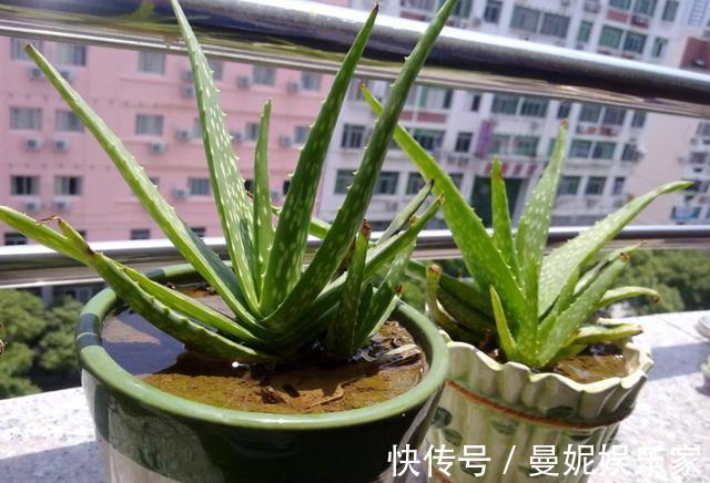 止痒|养芦荟,就要做好“几点”,叶肥芽多,还能美容止痒,家中必备