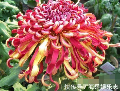 养花|喜欢菊花，就养盆“珍稀名菊”晚镜红妆，似彩带飞舞，绚丽多姿