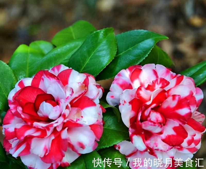 天冷就养“6种花”,越冷越爱开花,吉祥“喜庆”又高档