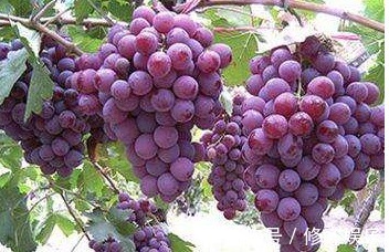 含有|女性不想变黄脸婆，要多吃几种食物，排毒养颜，美白祛斑，抗衰老