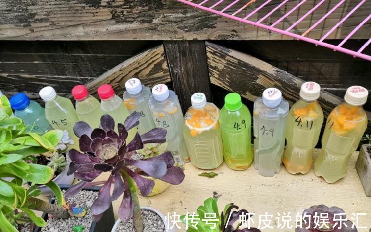 补充|王大叔养吊兰,轻松养成“瀑布”,全靠对“这方法”的熟悉