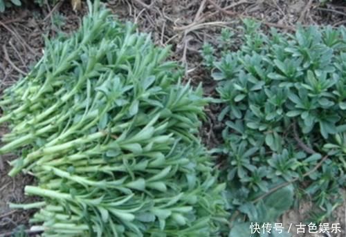 中年|农地里被忽视的这种野菜，或是高血压“克星”，建议：不妨多吃点