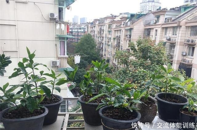 茉莉花开花少3个原因!做好3步,茉莉花芽多枝壮,夏天一直爆花!