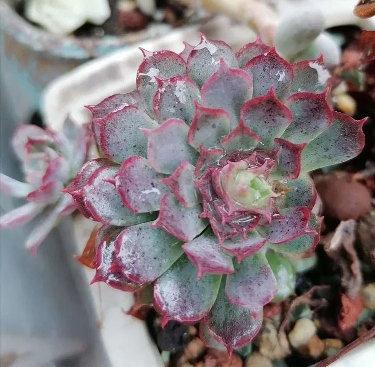 观音莲|90后川妹子的“丑肉”逆袭记!时光不弃,多肉常在!