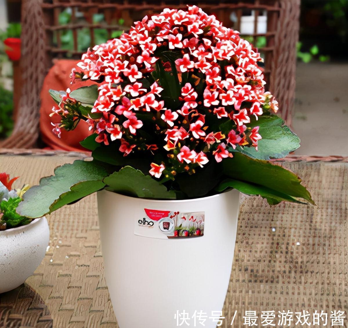 适合10月扦插的“5种花”，喜欢不要花钱买，几根枝条就能插一盆