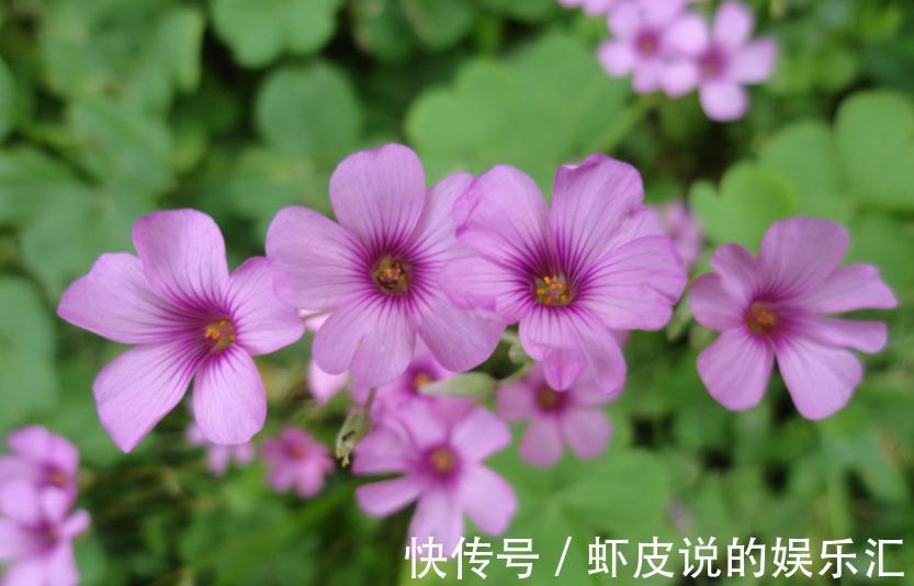 立冬之前，客厅摆上这几种“吉祥花”，寓意红红火火大吉大利