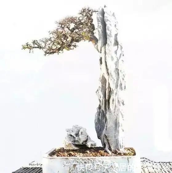 漂亮|漂亮的附石盆景，令人爱不忍释