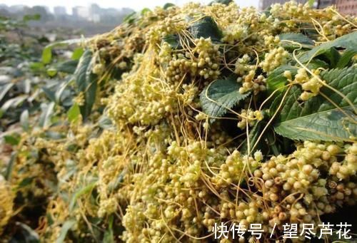 若在大豆上见到这野草，别手软，赶紧采摘回家，它种子价值很高