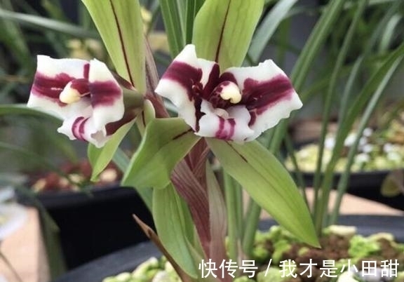 冬日养兰花,做好这些,花香似香水,却比它更安全持久