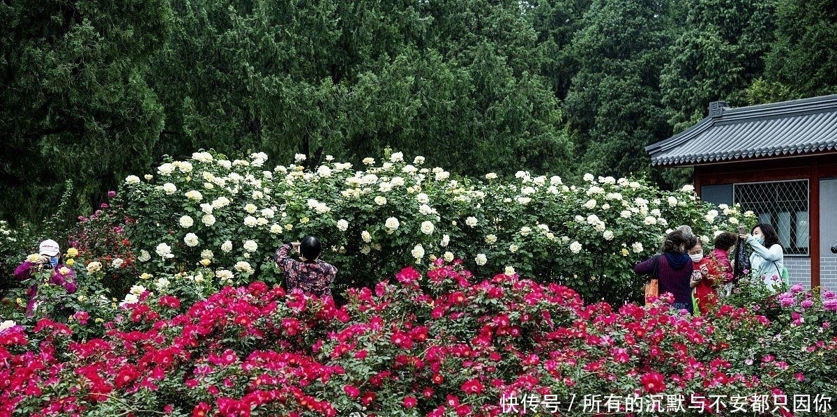 最适合种在家门口的5种花，漂亮，大气，还很好养