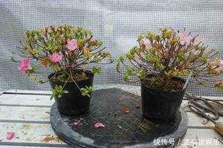 杜鹃花度夏难赶紧换位置,不长斑不招虫,秋天猛开花!