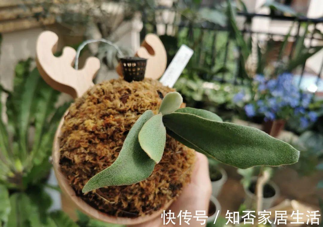 花苞|天热了,20种花最怕浇水,浇得越多,死得越快!