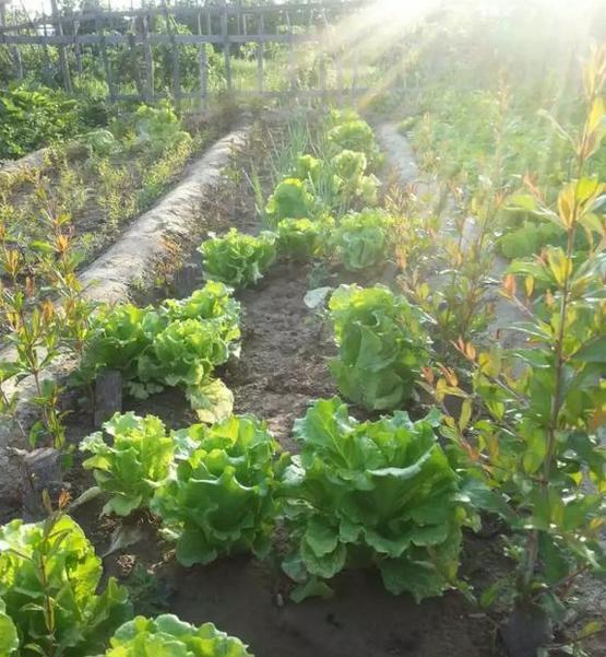 1种果树剪根枝，插土里就活，当年就能挂果，压弯枝！