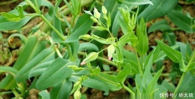 特效|农村一种像麦瓶草的野草,拥有霸气名字“王不留行”,催乳有特效