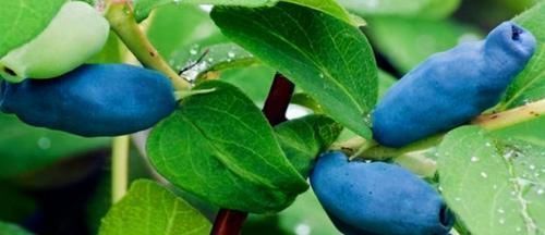 排毒|女性不想显老，不妨多吃几种食物，美白肌肤，增强皮肤弹性