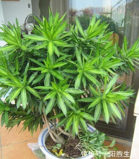 绿植|在家养4种大型观叶绿植,把家里变成天然氧吧,大大提升空气质量