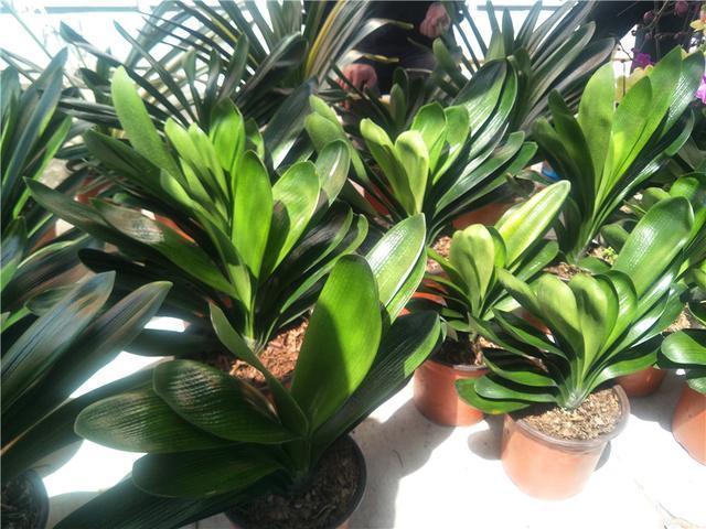 光照|君子兰不长,主要有4方面原因,解决办法很简单