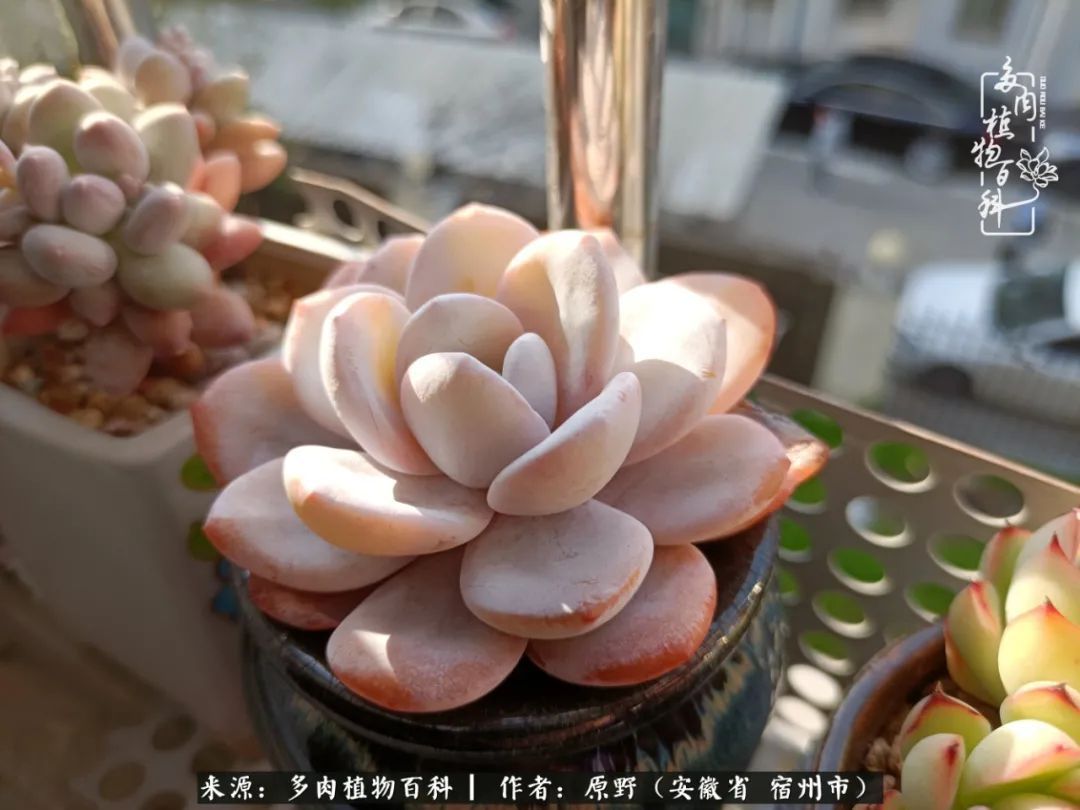 揭秘那些干净又温暖的多肉照片从哪里来
