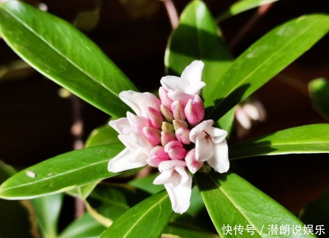 喜欢养芳香花卉的人,客厅只养一盆“夺香花”,好闻又大气