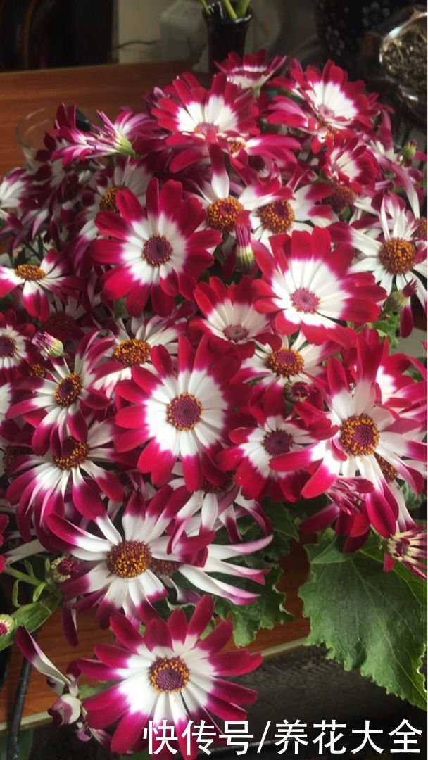 12月逛花市，买3种便宜花，10块钱能买3盆