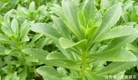 养心菜|农村田里的这种野草，钙是牛奶3倍，价值很珍贵，你有见过没