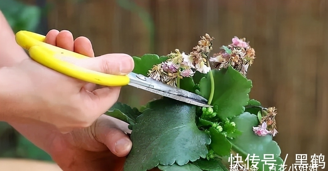 花多多2号|花市上的长寿花满头花苞？原来有“猫腻”，咱也学一学