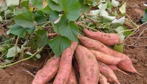 改善睡眠|得了高血压,晚上常失眠不用慌,试3个方法,吃3种食物,改善睡眠