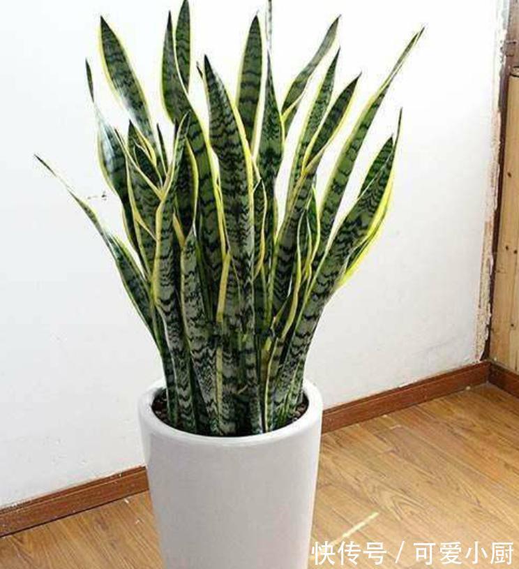 几种花难过冬季坎,黄叶烂根不生长,秋冬买花忽略它