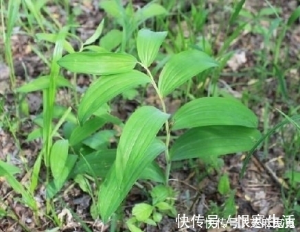 喉痹咽痛|农村田野中这些野草都是上等的中草药,如果不认识就太可惜了!