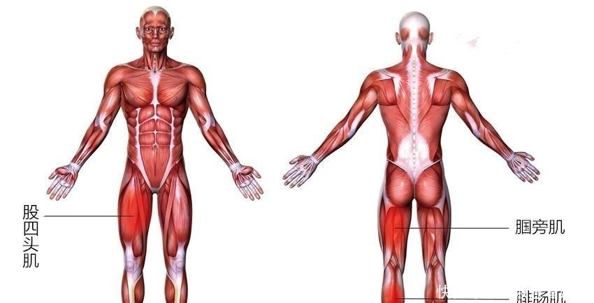 大腿|为什么经常腿抽筋?了解6个原因 简易伸展减少痉挛发作
