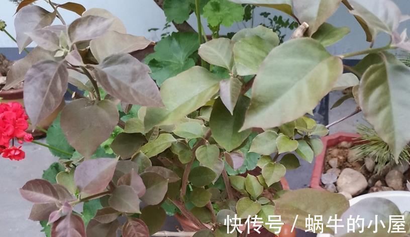 花友们|如何给三角梅控水，让它成为当之无愧的“开花机器”？