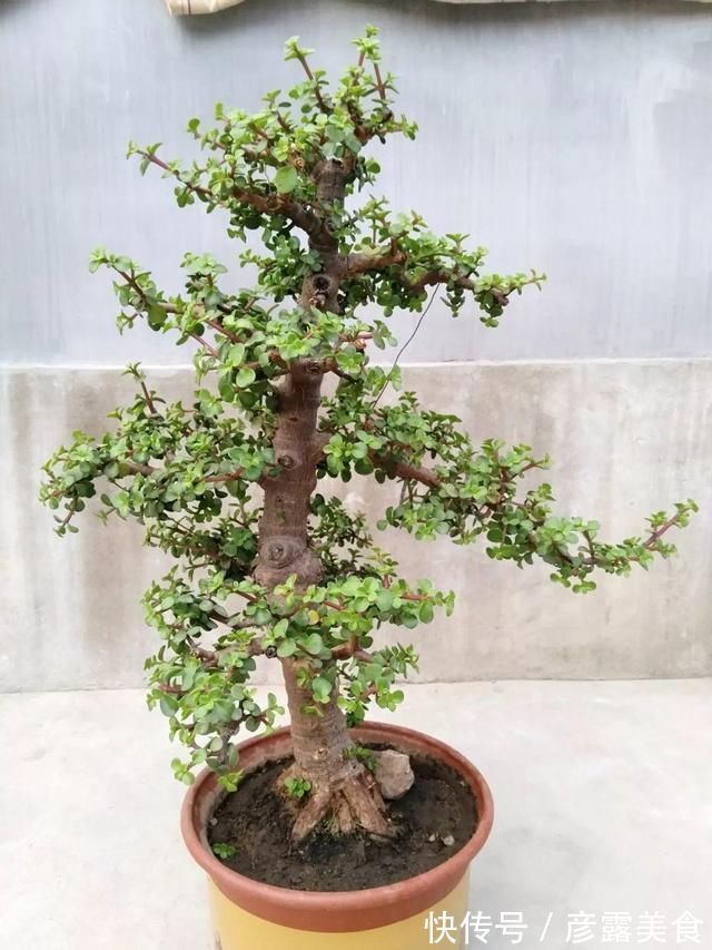 养3种花“多修剪”，2年养成“6层塔”，放在家里真“养眼”