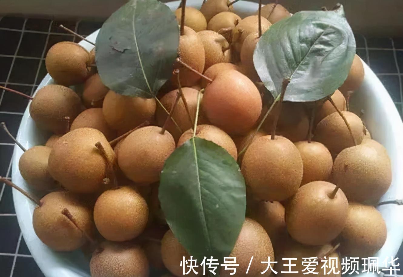 妙用|农村山中的野果,生吃味酸被称“狗屎梨”,殊不知妙用很大