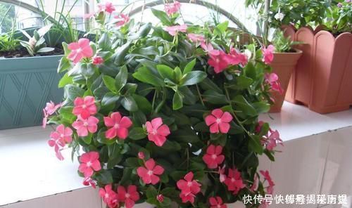 最厉害的养花营养液给花喝勺糖水,叶子绿的流油,比花肥厉害