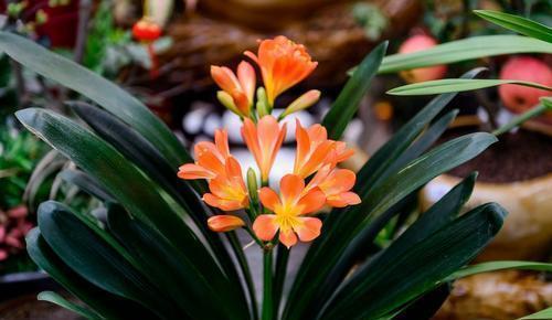 花卉|家里养花,2种东西掺盆里,土壤疏松透气,比淘米水强10倍!