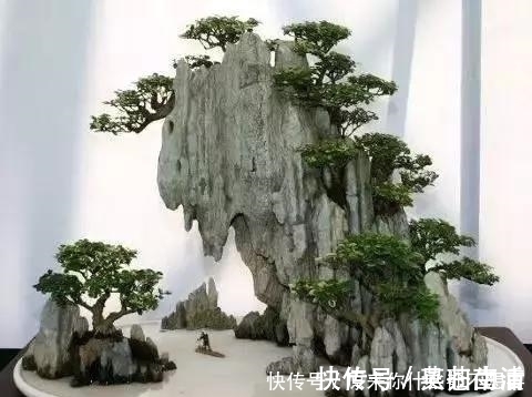 盆景|世界上又一奢侈品《盆栽》一盆就是一座房子！