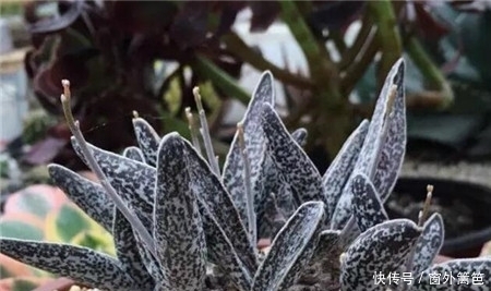 龟甲龙|天价多肉出炉,1盆价值20万!吓倒“贫民老百姓”