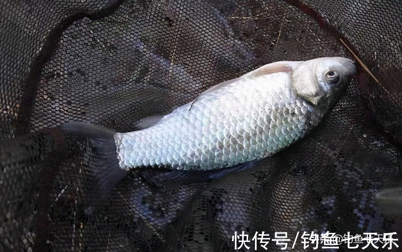 钓不到大鱼还不懂得舍弃，注意这三点，竿竿出大鱼